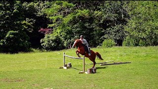 Niwa Jumping with our Kaimanawa Pony Bear  New Zealand ponies kaimanawa nature ponyjumping [upl. by Ellerred]