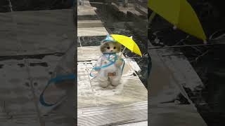 I met a kitten wearing a raincoat in the elevator Cute pets cats dolls kittens Chongker [upl. by Craven]