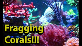 Fragging Corals  Easy Trick To Fragging And Attaching Soft Corals [upl. by Magnolia]