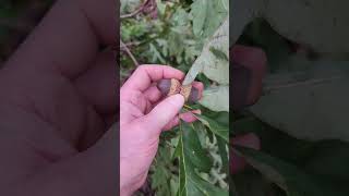 White oak with acorns Quercus alba southern illinois [upl. by Christin]