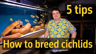 Breeding cichlids 5 tips [upl. by Sarah869]