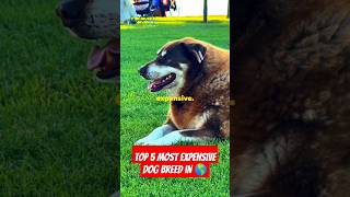 Top 5 most expensive dog breed in the world shortvideo shorts expensivedogs [upl. by Ratcliffe632]