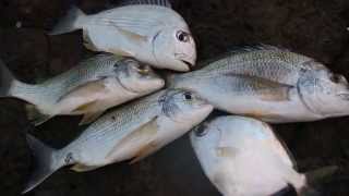 Gold Coast fishing sea bream tarwhine butter bream  weekly catch [upl. by Eidnam]