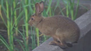 Nova Scotia Wild Rabbits [upl. by Enaenaj]