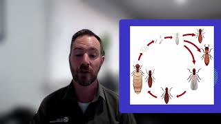 Quick Tips to Deal With Flying Termites in Your Home [upl. by Aracaj]