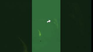 Köderfisch🐟 unter Beobachtung👀 fishing waterwolf fischen raubfisch underwaterfishing fish [upl. by Adnorahs]