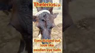 Theleriosis In Cattle  Symptoms Of Theleriosis In Cattle [upl. by Tsenre]