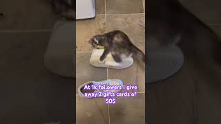 This is why shoes life is one month😂music cat viralvideo funny cutebaby kitten crazy phonk [upl. by Innig]