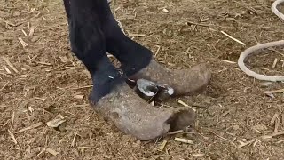 The raised donkey hooves look like leather shoes easily cut off with a one meter long shovel [upl. by Oscar807]