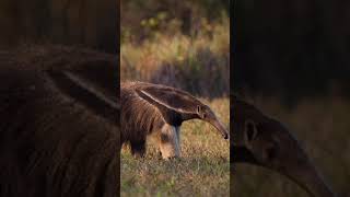 Você conhece o tamanduábandeira ícone da fauna brasileira [upl. by Brandtr]