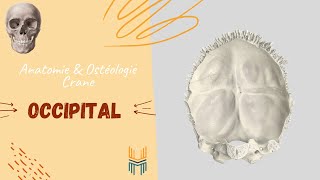 Anatomie amp Ostéologie de lOccipital  Occipital Bone [upl. by Adyaj]