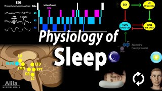 Sleep Physiology Animation [upl. by Attebasile216]