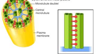 cilia and flagella [upl. by Lavoie]