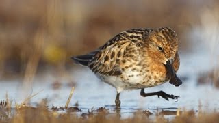 Spoonbilled Sandpiper Foraging [upl. by Rebliw413]