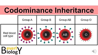 Codominance Genetic Inheritance story based [upl. by Sinne224]