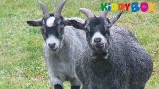 Bauernhof Tiere  Ziegen  Goats  KIDDYBOXTV [upl. by Cirre]