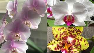 como cuidar Orquídeas phalaenopsis en casa [upl. by Nahtnanhoj]