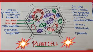 How to draw Plant cell diagram Easy drawing step by step Cell structure biology [upl. by Zul]