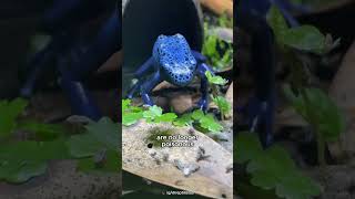 Blue Poison Dart Frogs are not Always Poisonous [upl. by Aala]