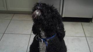 Portuguese Water Dog Singing [upl. by Fausta]