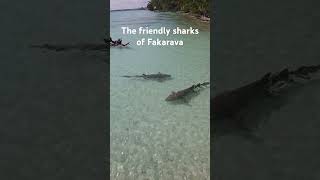 Fakarava  clear waters and friendly sharks Tahiti by Carl [upl. by Henni]