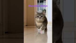 Munchkin Kitten Cat cat How Cute 🥰 [upl. by Floeter]