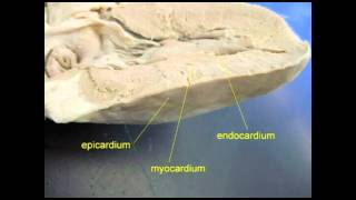 AP2 EXAM 1 HEART MYOCARDIUMavi [upl. by Almallah]