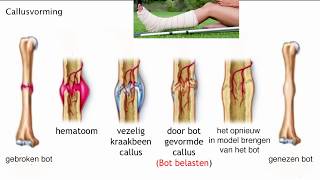 Lengte en breedtegroei van de botten en callusvorming [upl. by Shaylynn]