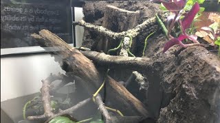 How To House A Cuban Tree Frog [upl. by Enelyk]