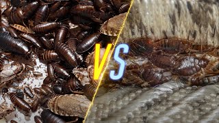 Roaches VS Bed Bugs [upl. by Rufe207]