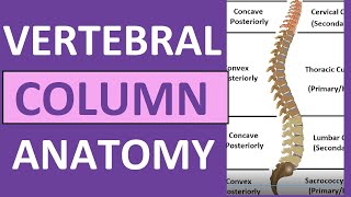 Vertebral Column Anatomy Bones Regions Curvatures Kyphotic Lordotic [upl. by Agem392]