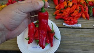 ⟹ Friariello Pepper Capsicum annuum PLANT REVIEW pepper [upl. by Dremann]