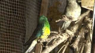 Red Rumped Parakeet Song [upl. by Swartz]