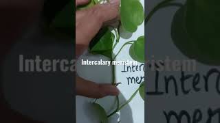 intercalary meristems [upl. by Elyc958]