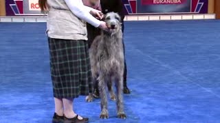 AKC  Eukanuba National Championship Saturday Night [upl. by Arved]