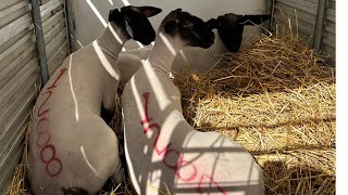 First Look At Our New Suffolk Lambs [upl. by Aleicarg203]