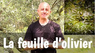 La feuille dolivier [upl. by Canon]