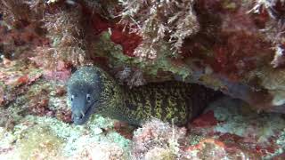 Morena mediterranea Muraena helena  Mediterranean Moray Eel [upl. by Linnette293]