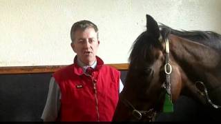 Colic in Horses Emergency Treatment at Equine Hostpital [upl. by Sllew956]