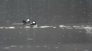 Hooded Mergansers granolachomper [upl. by Ivan]