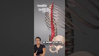 Longísimo torácico anatomia musculo espalda columna puntofijo silencioneural [upl. by Pazia223]