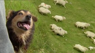 Welsh Shepherd Dogs at Their Finest  BBC Earth [upl. by Eldwin190]