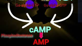 cAMP Phosphodiesterase amp Adenylate Cyclase Metabolism Made Easy [upl. by Sessilu847]