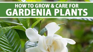 All About Gardenia Indrakamal Plant care Produce more buds N Blooms all year round 🌱 gardenia ca [upl. by Dahle]