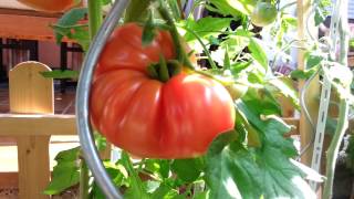 Tomaten quotRosa Riesenquot [upl. by Letsirhc]