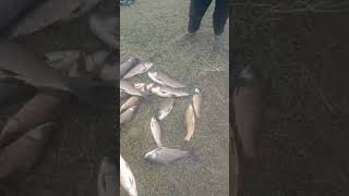 Dam fishing catching videos bestfishingtechniques fishingtechniques [upl. by Amikay]