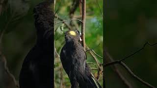 Yellowtailed black cockatoos use their beaks for support birds birdslover birdsong birdsounds [upl. by Nesnaj]