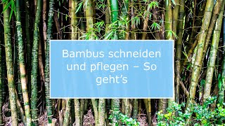 🏡 Bambus schneiden und pflegen – So geht’s [upl. by Tenay]