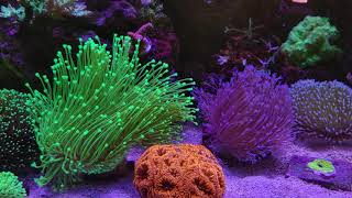 Toadstool Leather Corals in my Reef Tank [upl. by Alexei239]