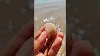 Clam sea chantreastvnine shortvideo clam [upl. by Nallek1]